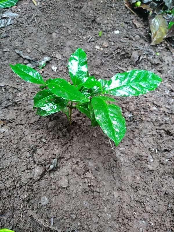 tree image