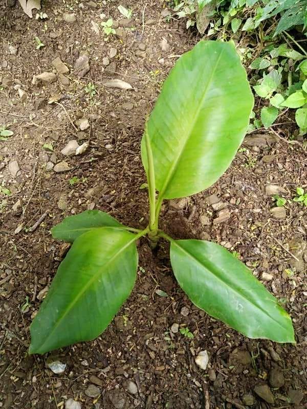 tree image