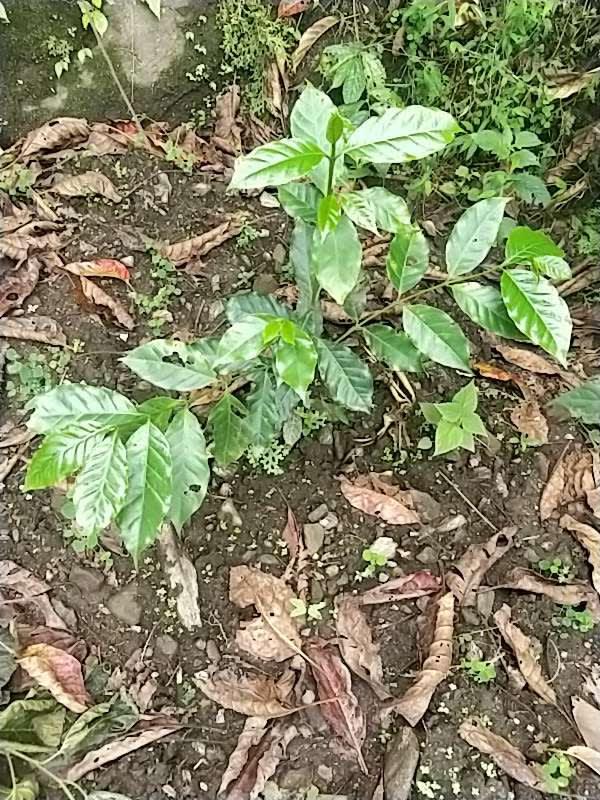 tree image