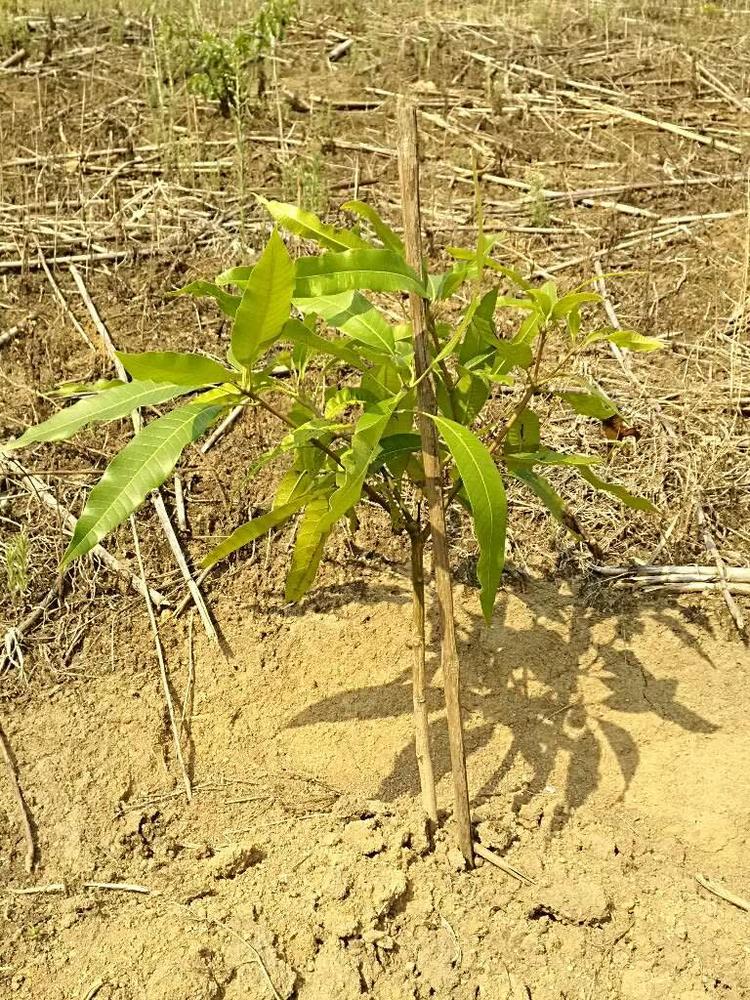 tree image