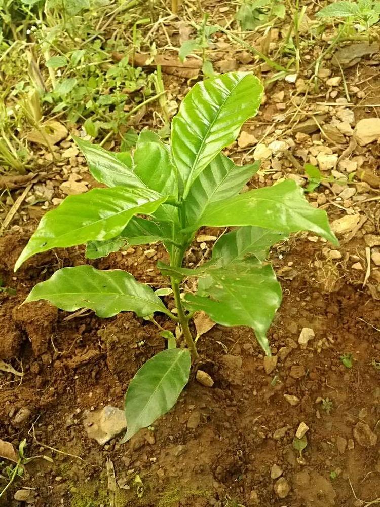 tree image