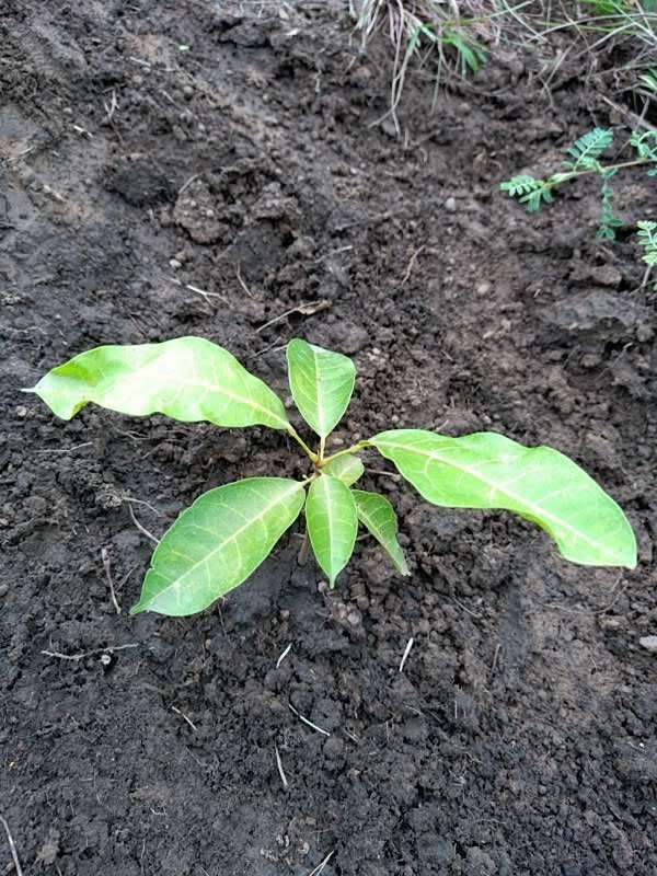 tree image
