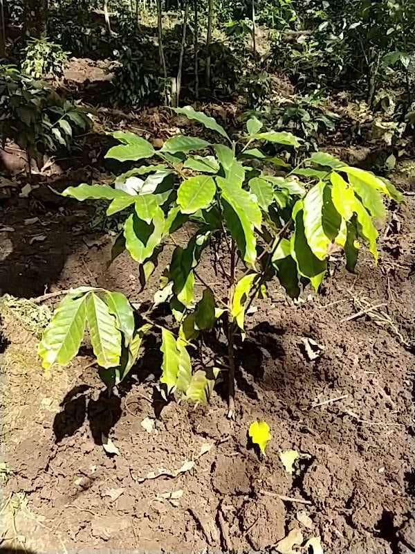 tree image