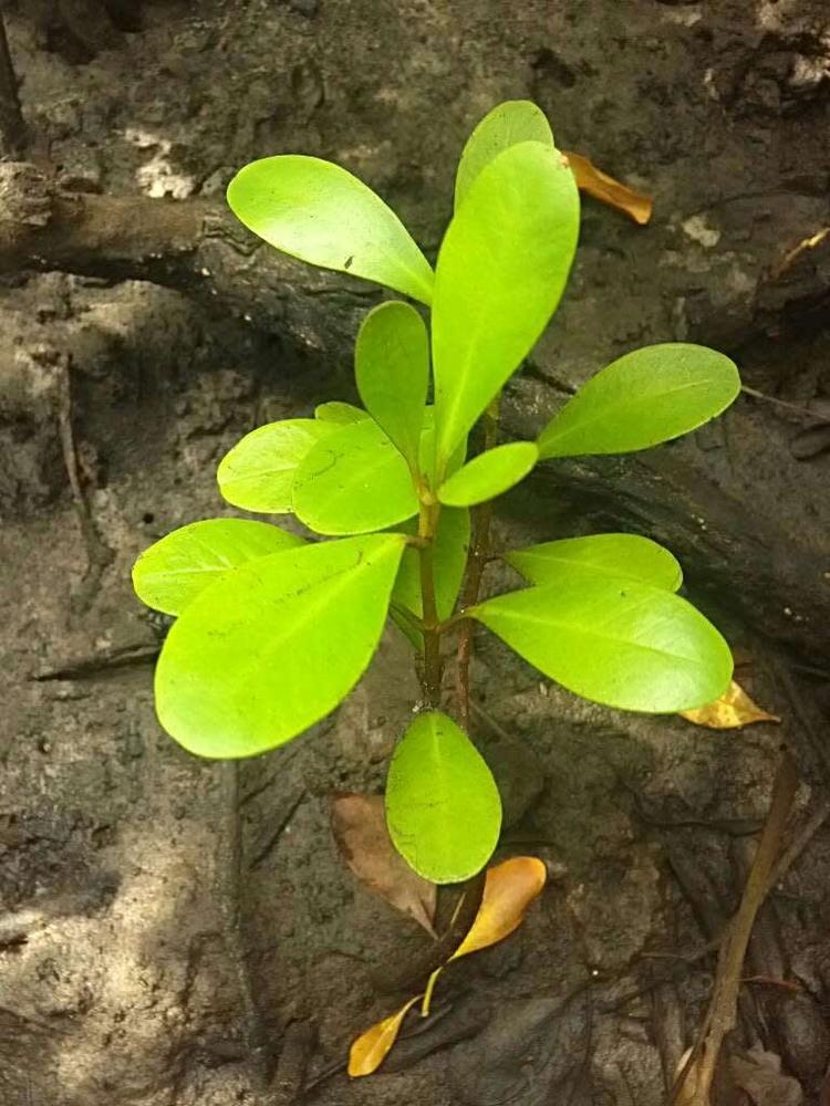 tree image