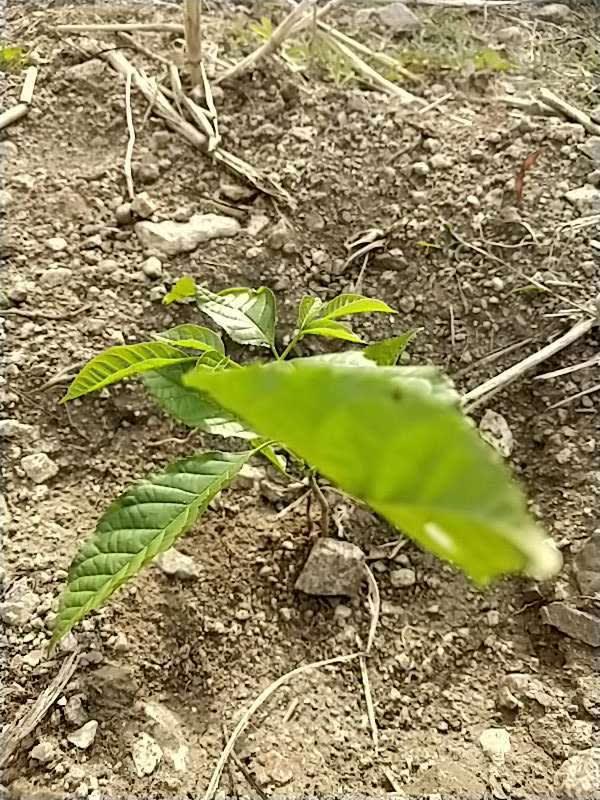 tree image