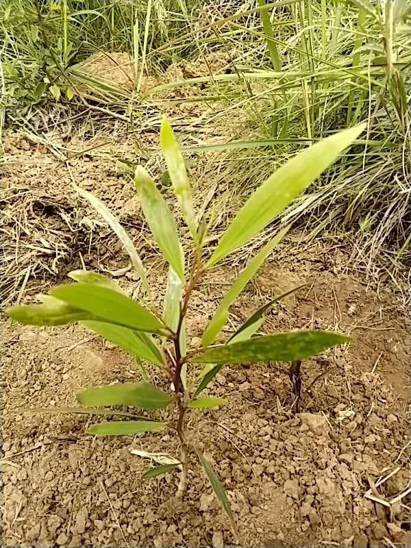 tree image