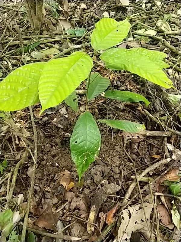 tree image