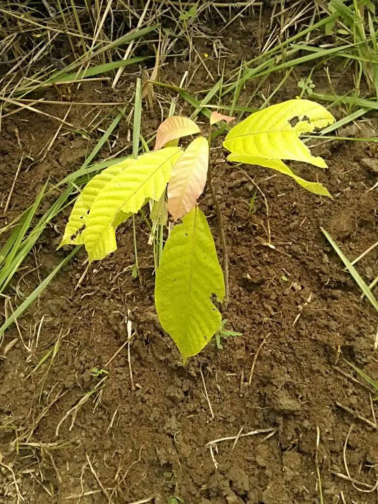 tree image