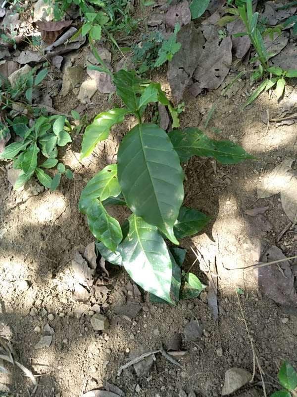 tree image