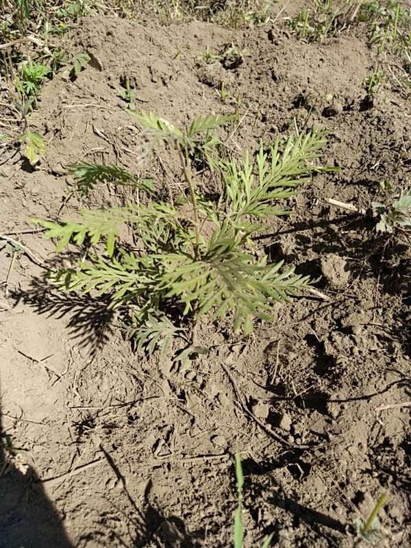 tree image