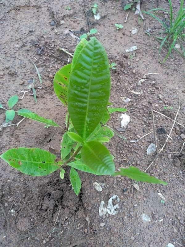 tree image