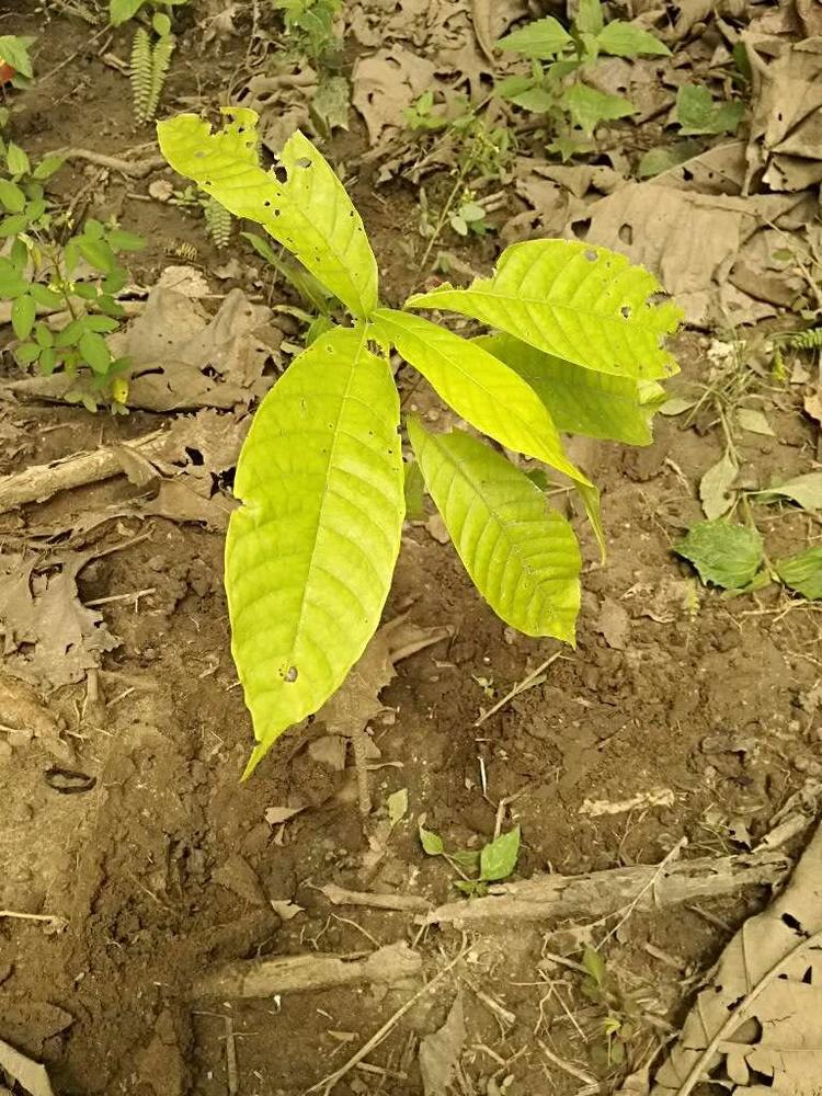 tree image
