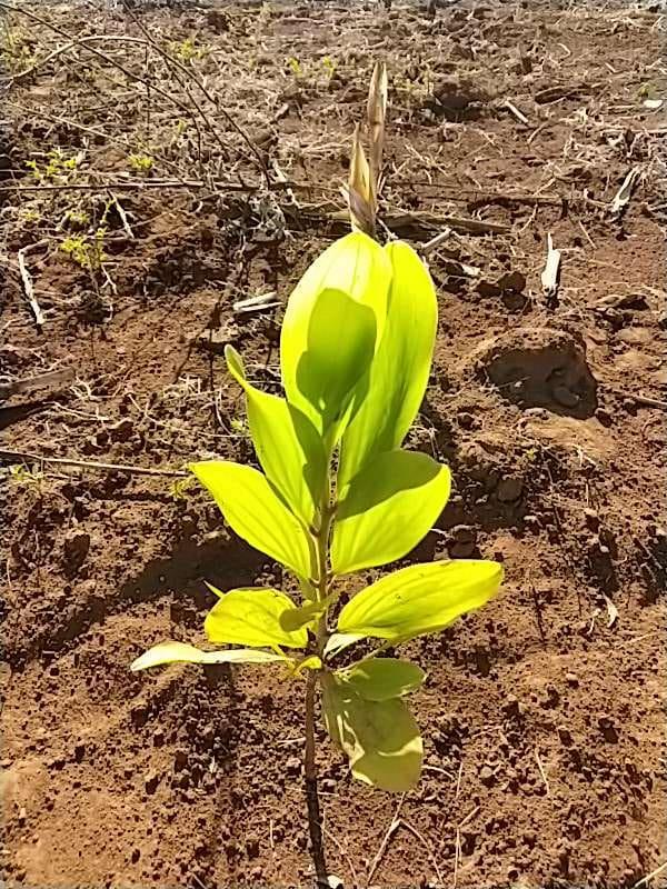 tree image