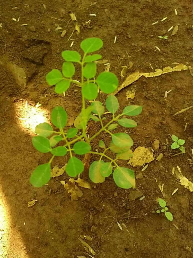 tree image