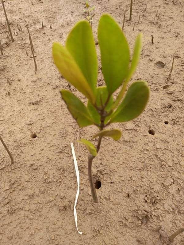 tree image