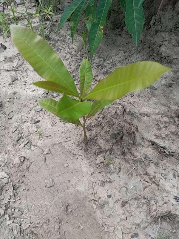 tree image