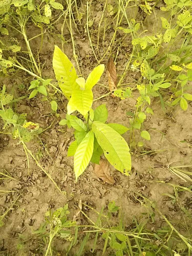 tree image