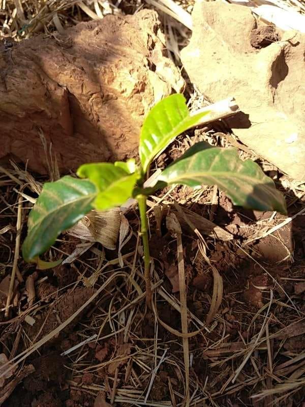 tree image