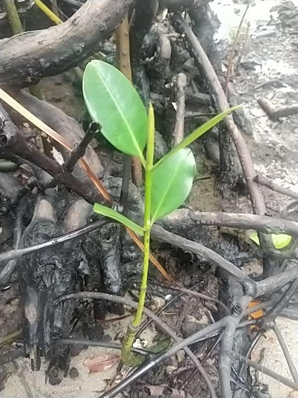 tree image