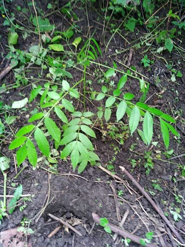 tree image