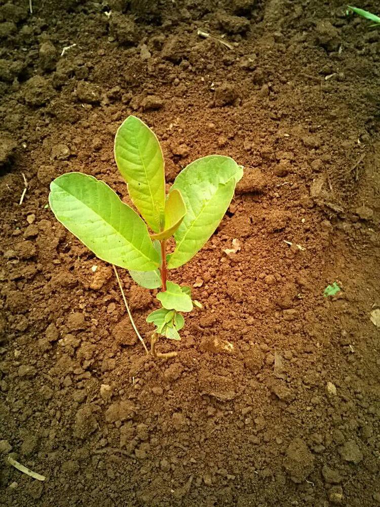 tree image