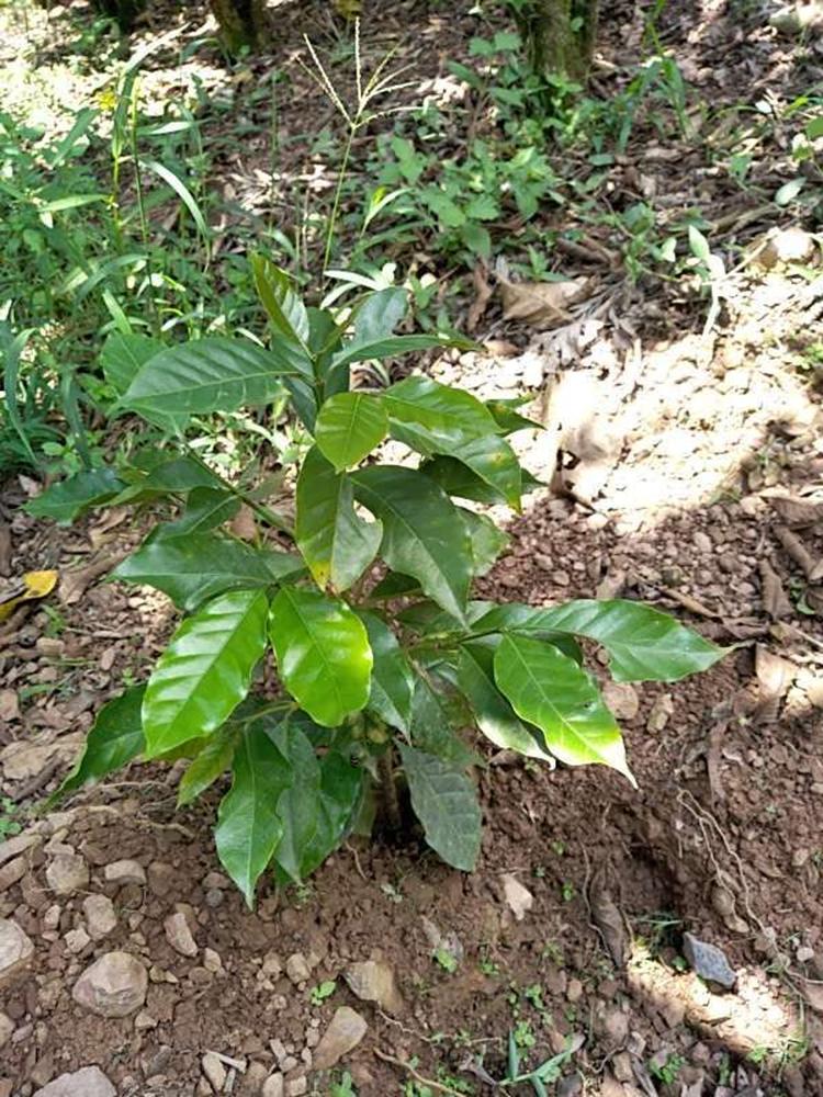 tree image