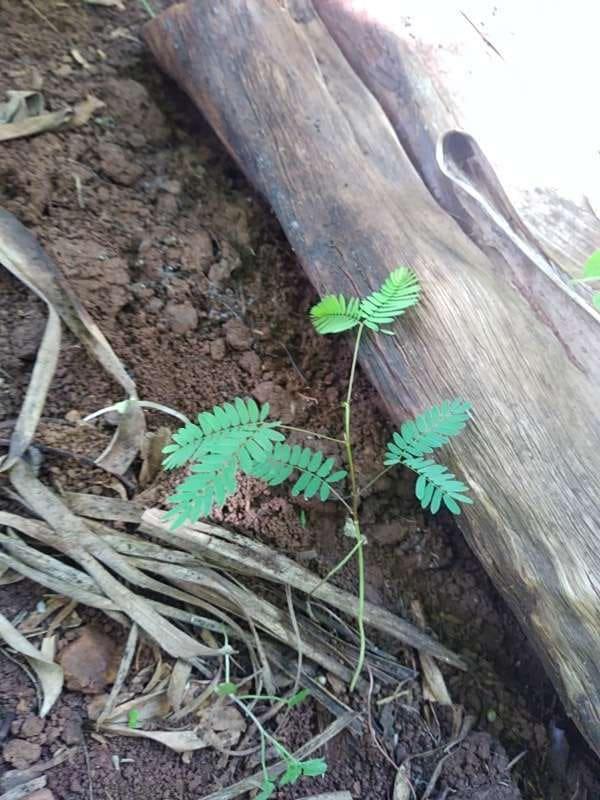 tree image