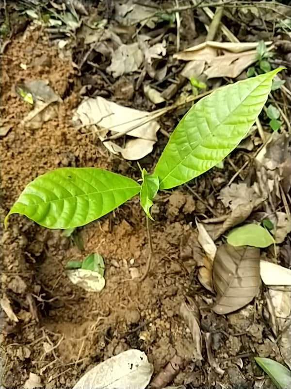 tree image