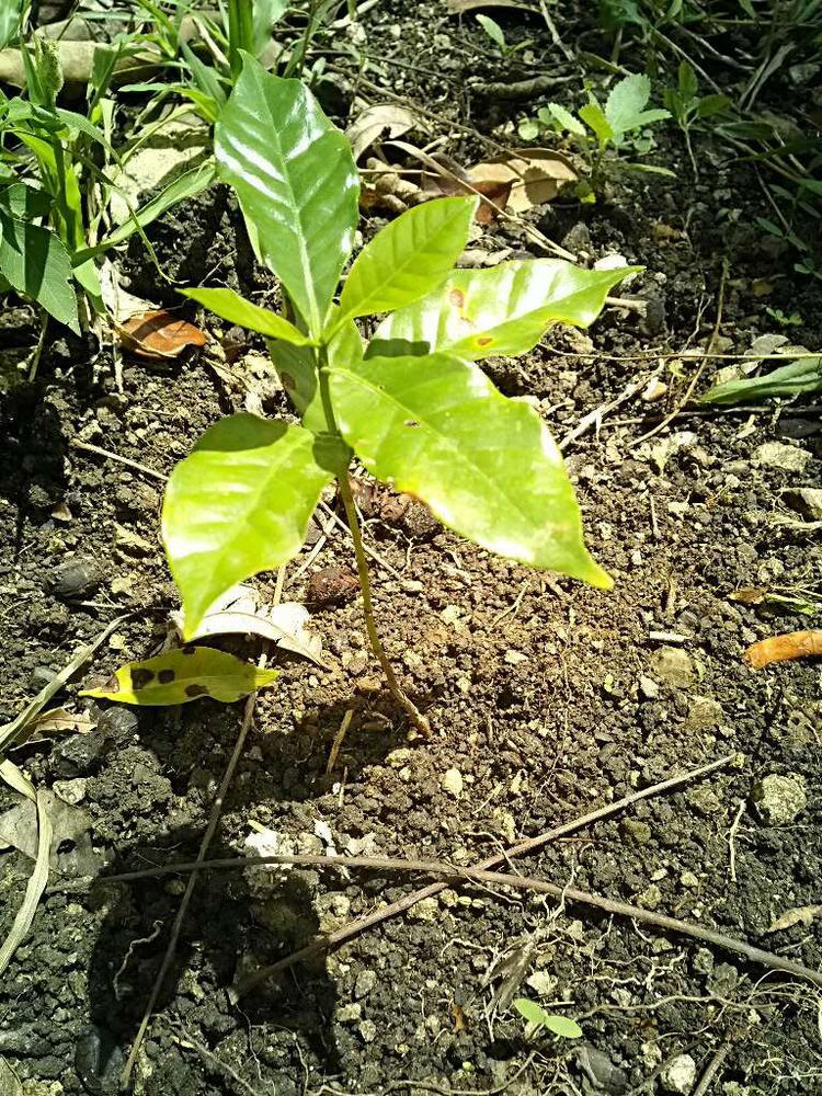 tree image