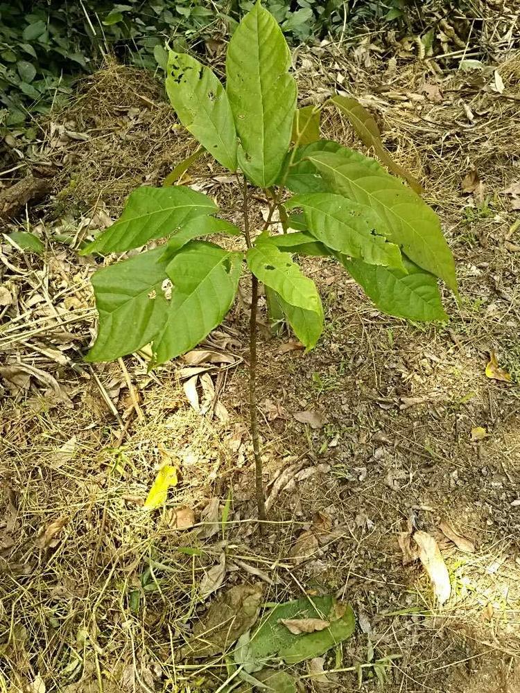 tree image