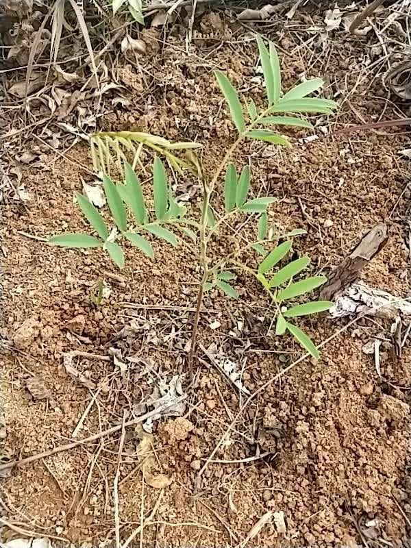 tree image