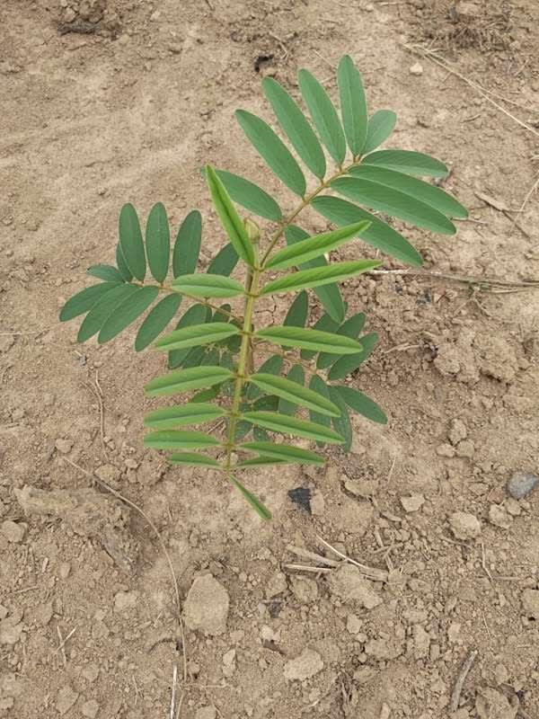 tree image