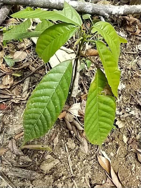 tree image