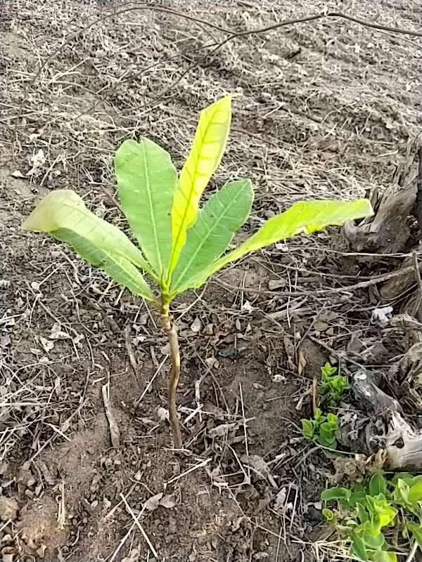 tree image