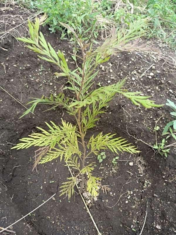 tree image