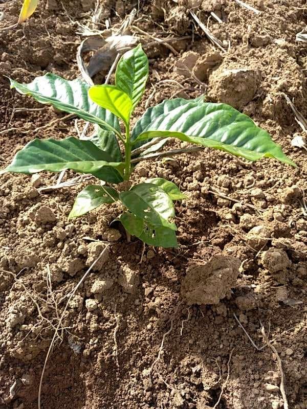tree image