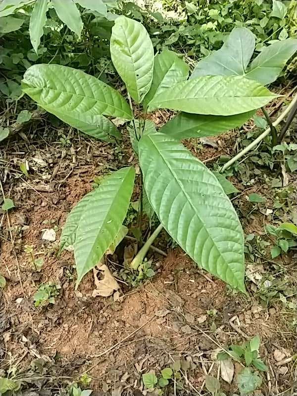 tree image