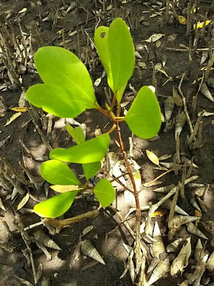 tree image