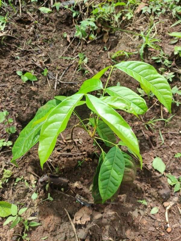 tree image