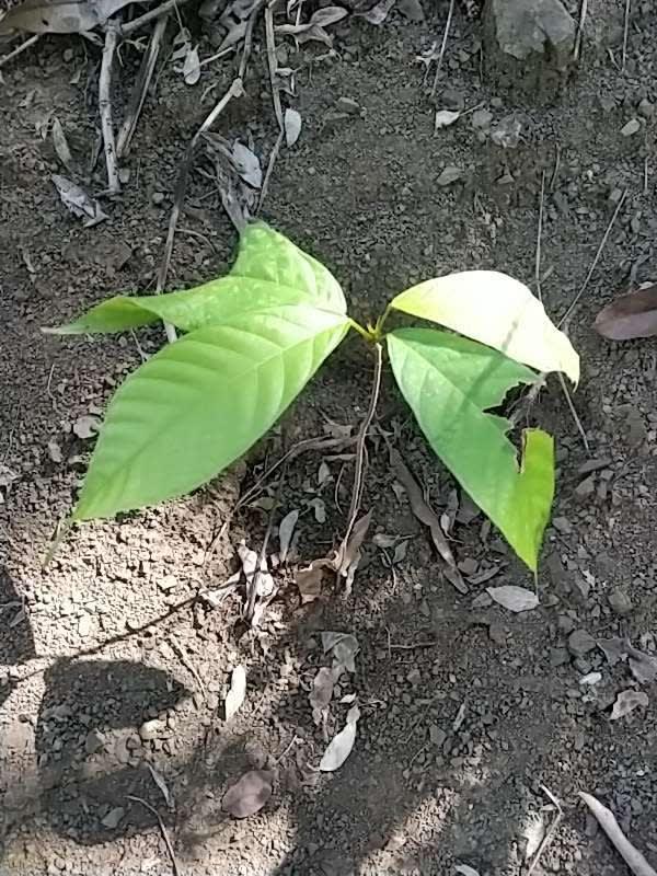 tree image