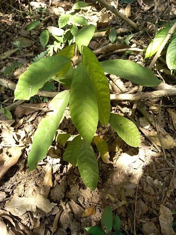 tree image