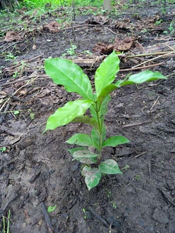 tree image