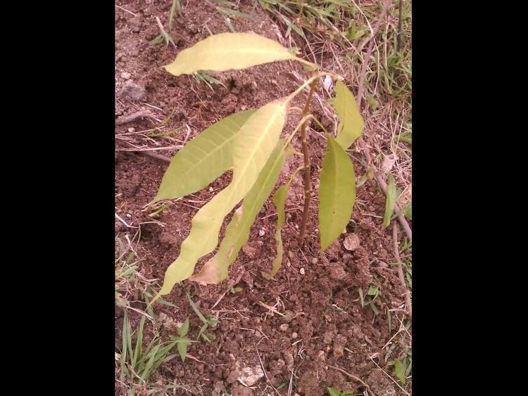 tree image