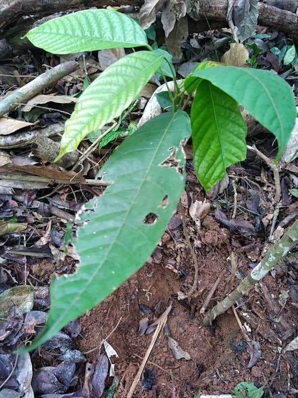 tree image