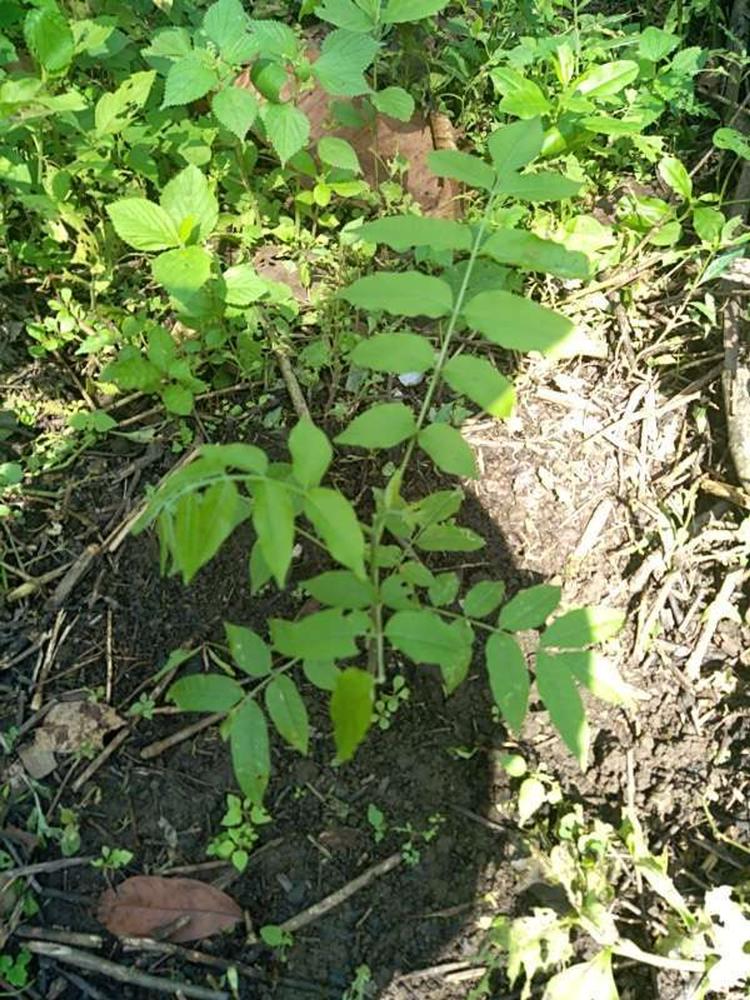 tree image