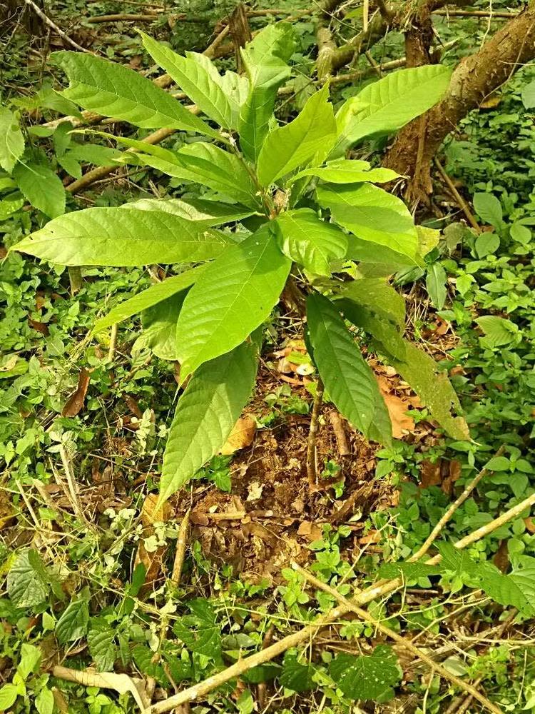 tree image