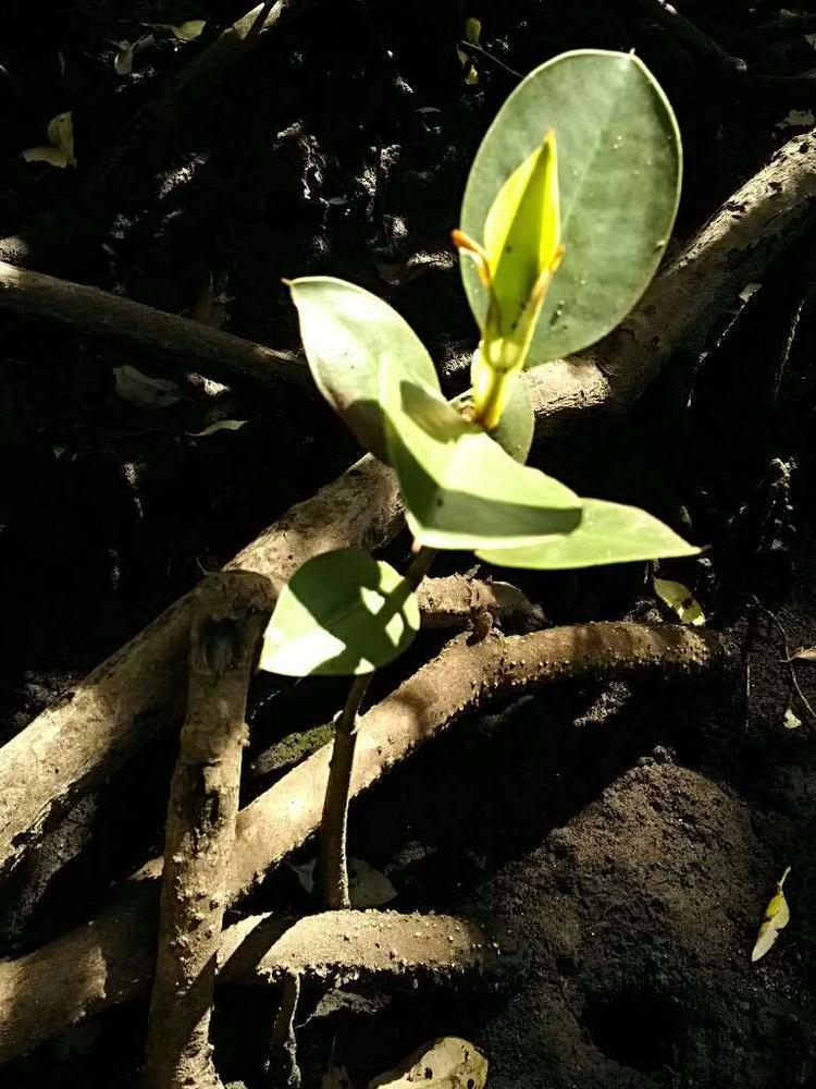 tree image