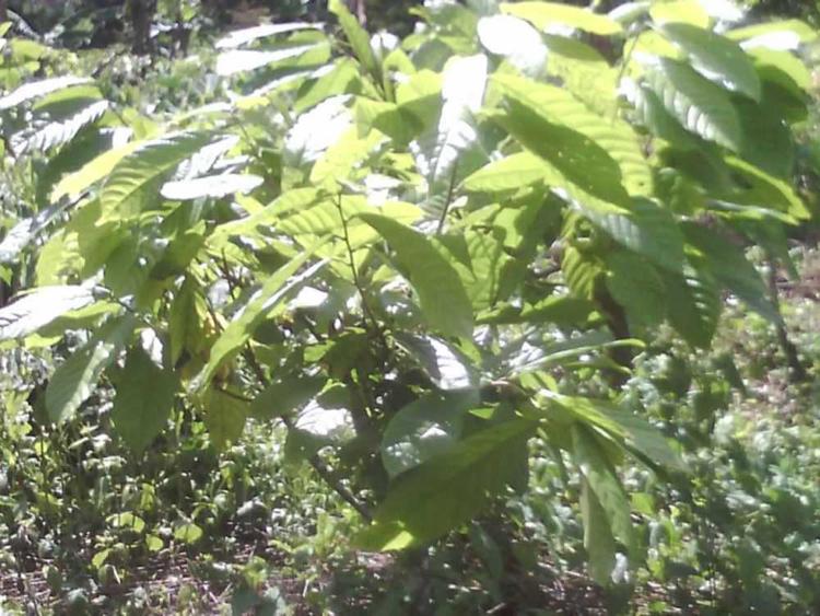 tree image