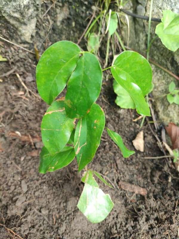 tree image