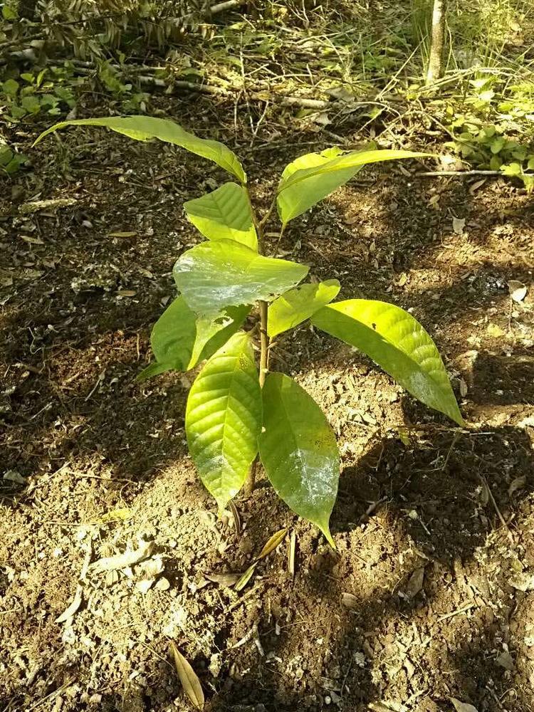 tree image